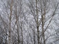 Snowy birch tree in winter, Lithuania Royalty Free Stock Photo