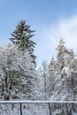 Beautiful snowy day, snow covered tree tops against a blue sky and white clouds Royalty Free Stock Photo