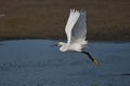 Beautiful snowy egret flapping its wings, flying over a dark lake and looking for a fishing spot Royalty Free Stock Photo