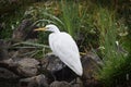 Beautiful Snowy Egret Portrait With Black Frame Royalty Free Stock Photo