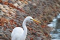 Beautiful Snowy Egret Walking Along Stones Looking For Small Fish Royalty Free Stock Photo