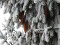 Beautiful snowy fir tree, Lithuania Royalty Free Stock Photo