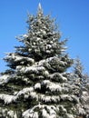 Beautiful snowy fir tree in winter, Lithuania Royalty Free Stock Photo