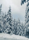 Beautiful snowy fir trees in frozen mountains landscape. Christmas background with tall spruce trees covered with snow in forest. Royalty Free Stock Photo