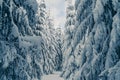 Beautiful snowy fir trees in frozen mountains landscape. Christmas background with tall spruce trees covered with snow in forest. Royalty Free Stock Photo