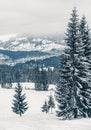 Beautiful snowy fir trees in frozen mountains landscape. Christmas background with tall spruce trees covered with snow in forest. Royalty Free Stock Photo