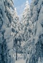 Beautiful snowy fir trees in frozen mountains landscape. Christmas background with tall spruce trees covered with snow in forest. Royalty Free Stock Photo