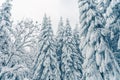 Beautiful snowy fir trees in frozen mountains landscape. Christmas background with tall spruce trees covered with snow in forest. Royalty Free Stock Photo