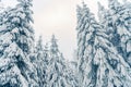 Beautiful snowy fir trees in frozen mountains landscape. Christmas background with tall spruce trees covered with snow in forest. Royalty Free Stock Photo