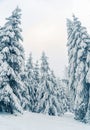 Beautiful snowy fir trees in frozen mountains landscape. Christmas background with tall spruce trees covered with snow in forest. Royalty Free Stock Photo