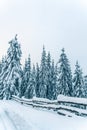 Beautiful snowy fir trees in frozen mountains landscape. Christmas background with tall spruce trees covered with snow in forest. Royalty Free Stock Photo