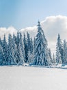 Beautiful snowy fir trees in frozen mountains landscape in sunset. Christmas background with tall spruce trees covered with snow. Royalty Free Stock Photo