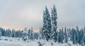 Beautiful snowy fir trees in frozen mountains landscape in sunset. Christmas background with tall spruce trees covered with snow. Royalty Free Stock Photo