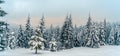 Beautiful snowy fir trees in frozen mountains landscape in sunset. Christmas background with tall spruce trees covered with snow. Royalty Free Stock Photo