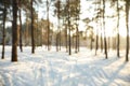 Beautiful snowy forest on sunny morning in winter, blurred view Royalty Free Stock Photo