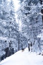Beautiful snowy forest. Tall spruce trees are covered with snow. Winter forest. The road leading into the forest Royalty Free Stock Photo