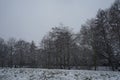 Beautiful snowy landscape in the park recreation area of Berliners in December. Berlin, Germany