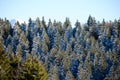 Beautiful snowy mountain french alps winter panoramic landscape with a fir forest view background Royalty Free Stock Photo