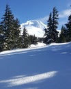 Beautiful snowy Mt. Hood. Oregon with blue skies and tall trees. Royalty Free Stock Photo