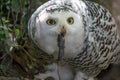 Snowy owl portrait catch a small rat Royalty Free Stock Photo
