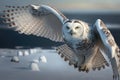 Beautiful Snowy Owl Picture set. taking flight, prey in the snow, spreading its wings and more. Royalty Free Stock Photo