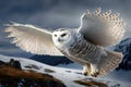 Beautiful Snowy Owl Picture set. taking flight, prey in the snow, spreading its wings and more. Royalty Free Stock Photo