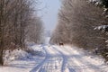 Beautiful snowy road in Lithuania.A young roe deer by the forest. Royalty Free Stock Photo
