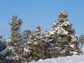 Beautiful snowy and tranquil winter scene with untouched snowbanks and pine trees