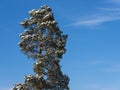 Beautiful snowy and tranquil winter scene with untouched snowbanks and pine trees