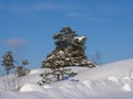 Beautiful snowy and tranquil winter scene with untouched snowbanks and pine trees