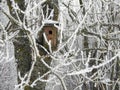Wooden nesting box and snowy tree, Lithuania Royalty Free Stock Photo
