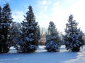 Beautiful snowy tree , Lithuania