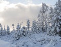 Beautiful snowy trees over pink cloud background. Snow covered frozen pine forest in winter. Royalty Free Stock Photo