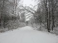 Beautiful snowy trees and way , Lithuania