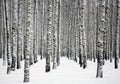 Beautiful snowy trunks of birch trees in winter forest Royalty Free Stock Photo