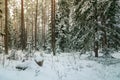Snowy winter coniferous forest Royalty Free Stock Photo