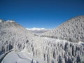 Beautiful Snowy Winter Forest