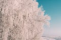 Beautiful snowy winter landscape with forest and road. wintry forest trees in snow. frosty clear sunny day with blue sky and sun Royalty Free Stock Photo