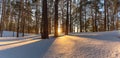 Beautiful snowy winter landscape panorama with forest and sun during golden hour. Winter sunset in forest panoramic view. Sun Royalty Free Stock Photo