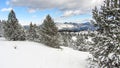 Beautiful snowy winter landscape with pine and fir trees. Scenic snow with christmas trees