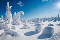 Beautiful snowy winter landscape. Snow covered fir trees on the background. Finland, Lapland Royalty Free Stock Photo
