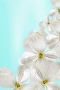 Beautiful soaring white dogwood flowers. Blurred and selective focus. Festive floral background