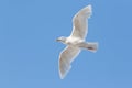 Beautiful soaring white seagull against the blue sky