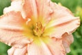 beautiful soft apricot color lily flower blooming in garden at cloudy day. macro Royalty Free Stock Photo