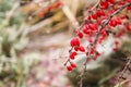 Beautiful soft atmospheric natural background in pastel light colors. Red berries of barberry on frosty day with ice droplets.