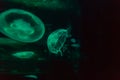 Beautiful soft blue jellyfish glowing in the dark background.