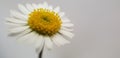 Beautiful Soft Close-up View of a Single Gentle Daisy Flower on a Grey Background Royalty Free Stock Photo