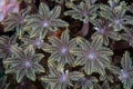 Beautiful Soft Coral Polyps