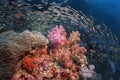 Beautiful soft coral reef and many fish photography in deep sea in scuba dive explore travel activity underwater with blue Royalty Free Stock Photo