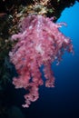 Beautiful Soft Coral in Republic of Palau Royalty Free Stock Photo